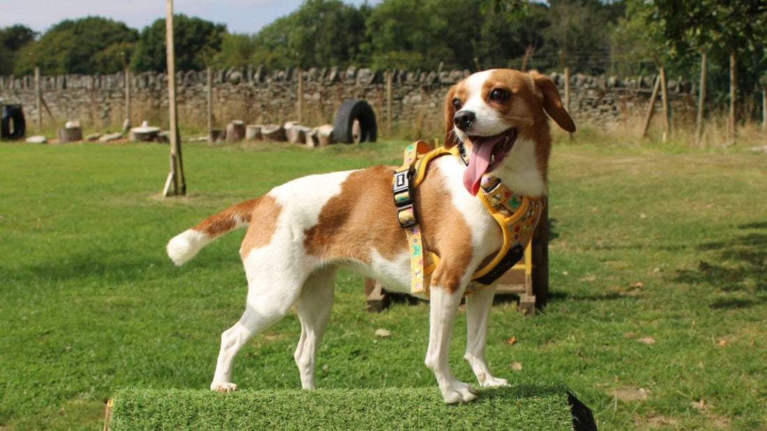dog harness fitting