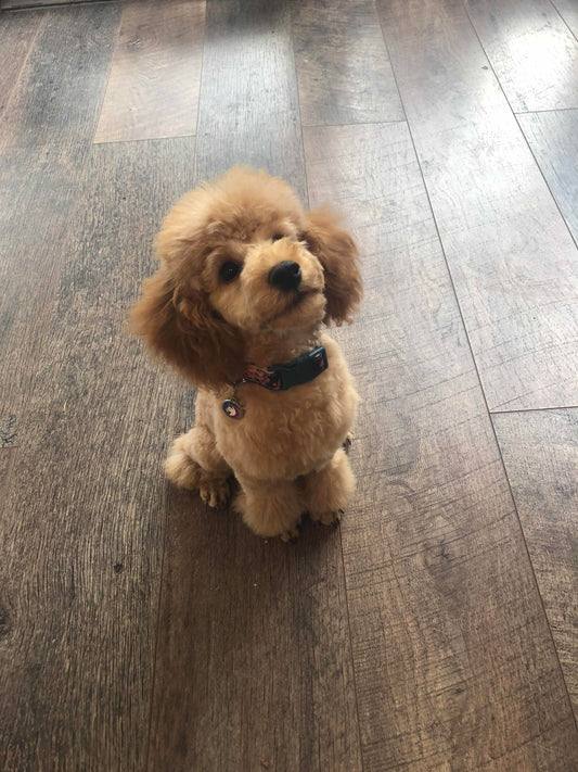 Puppy Grooms | Pup Chic Boutique discusses the dos and don'ts in their blog