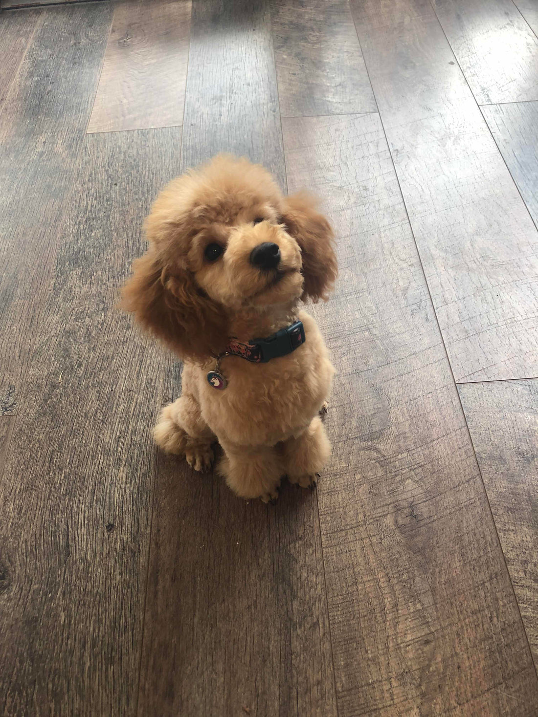 Puppy Grooms | Pup Chic Boutique discusses the dos and don'ts in their blog