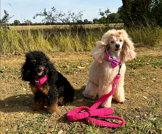 Collar or Harness for Your Dog: Making the Right Choice