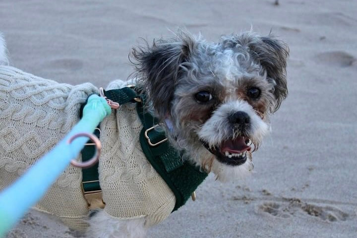 How to stop a dog pulling on a lead