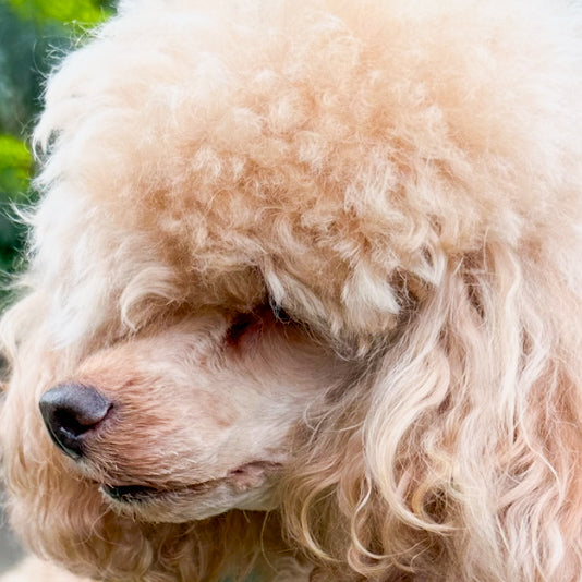 Dog tear stains