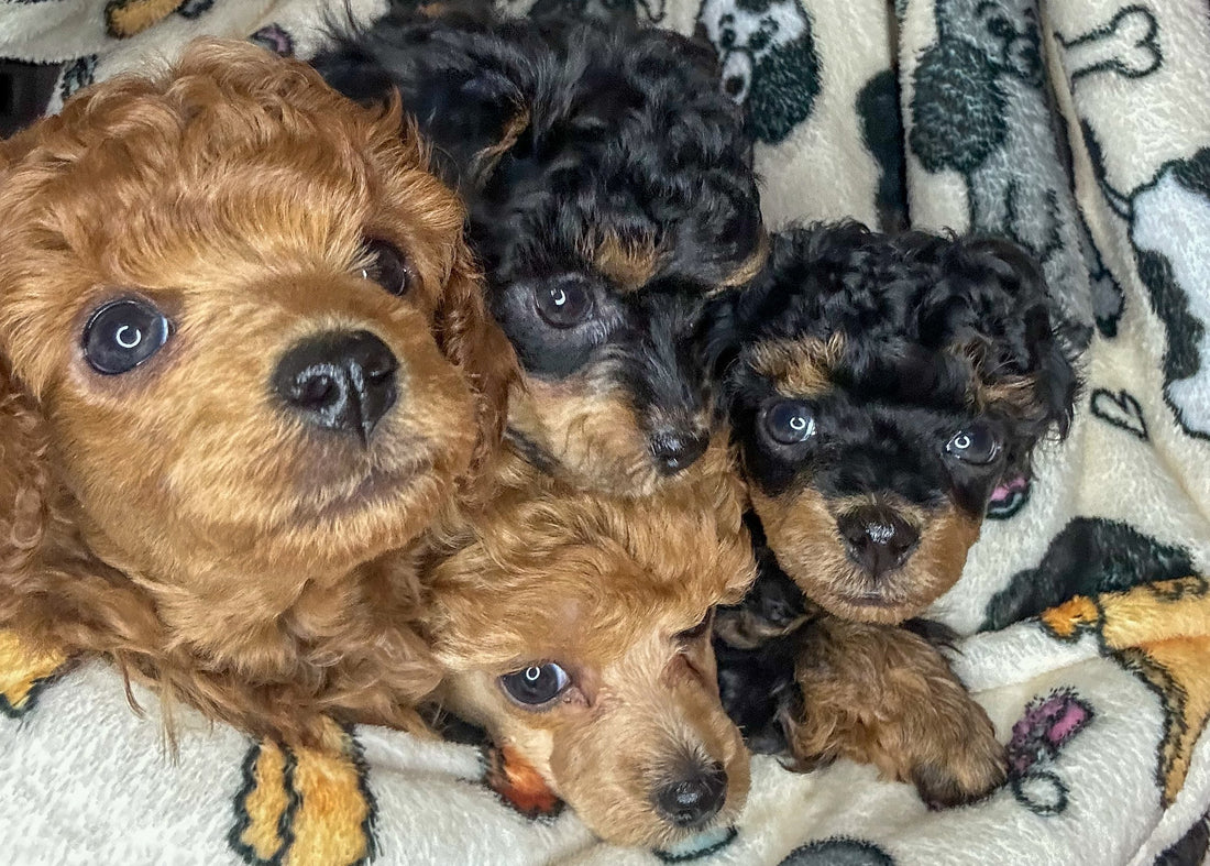 New Puppy Coming Home? Grab Your Free Checklist!
