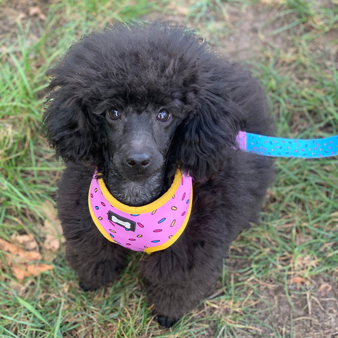 Pup Chic Boutique | Should I walk my puppy blog