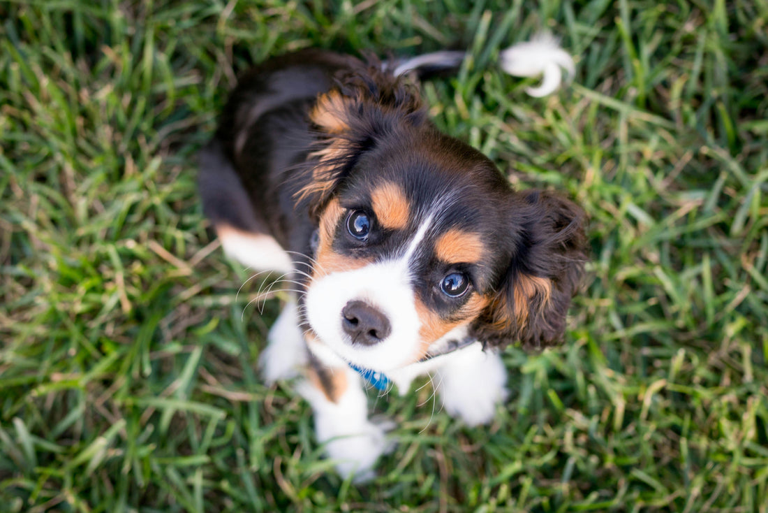 Which Puppy is Right for You? Take the Quiz to Find Out!