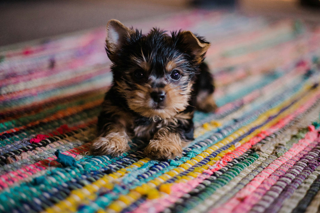 Yorkshire Terrier puppy. Puppy gotcha day, bringing puppy home tips. Photo credit: Unsplash oddityandgrace