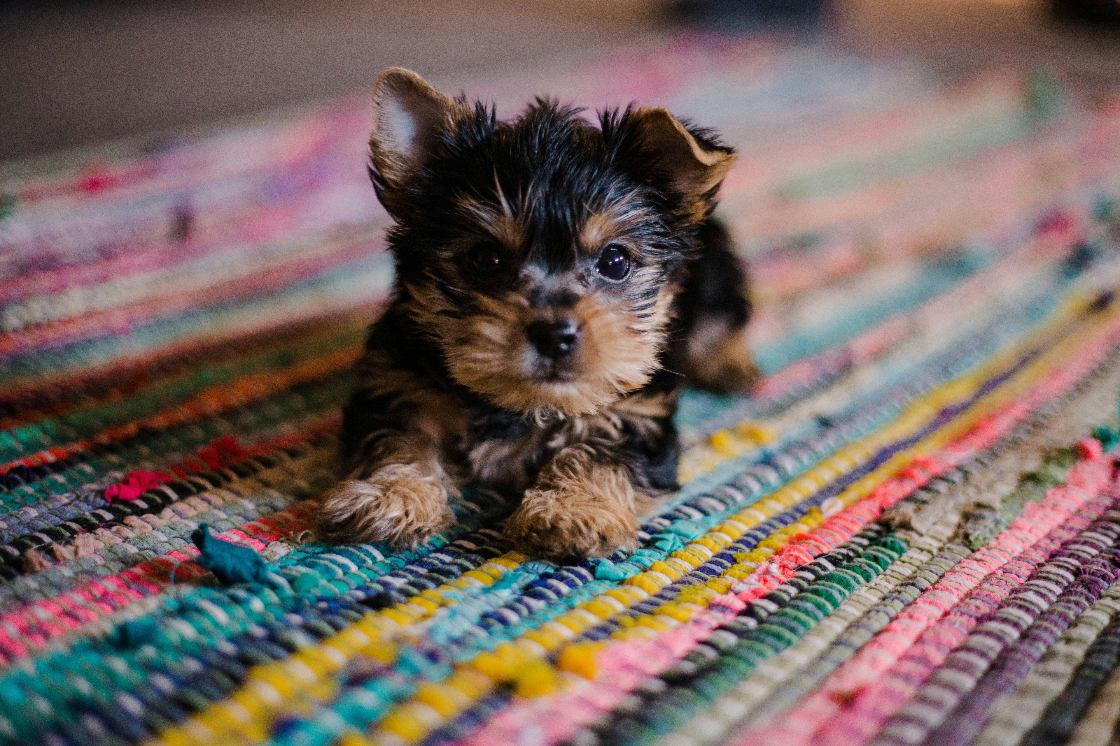 Yorkshire Terrier puppy. Puppy gotcha day, bringing puppy home tips. Photo credit: Unsplash  oddityandgrace