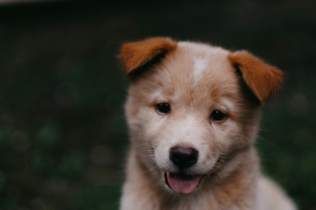 Puppy first week tips for new puppy owners. Photo credit: Unsplash hannynaibaho