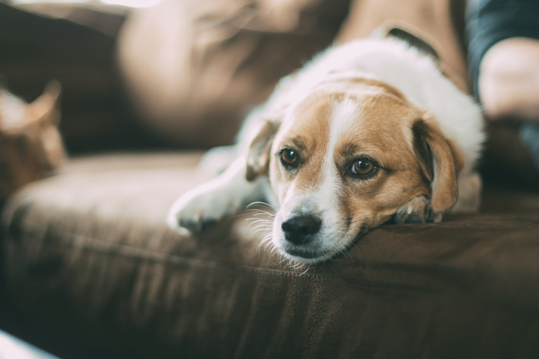 Your Female Puppy’s First Season: What to Expect and When to Spay