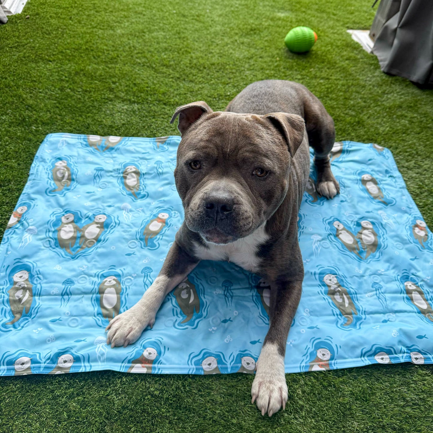 Otterly Lovely Dog Cooling Mat – Gel-Filled Cooling Dog Bed with Adorable Sea Otter Print 🦦❄️