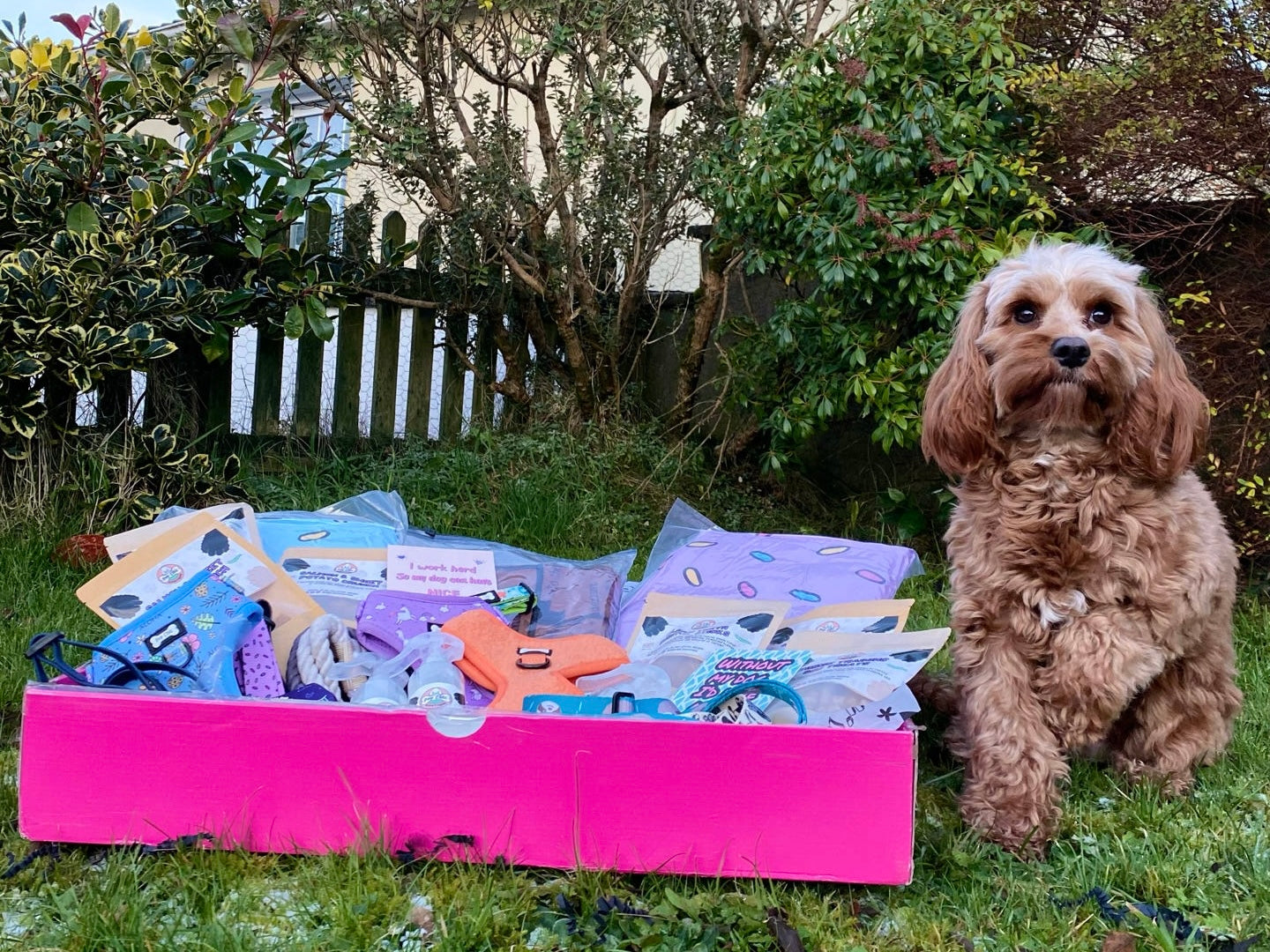 Dog Accessory Mystery Box – Worth Up to £50 for Just £25!