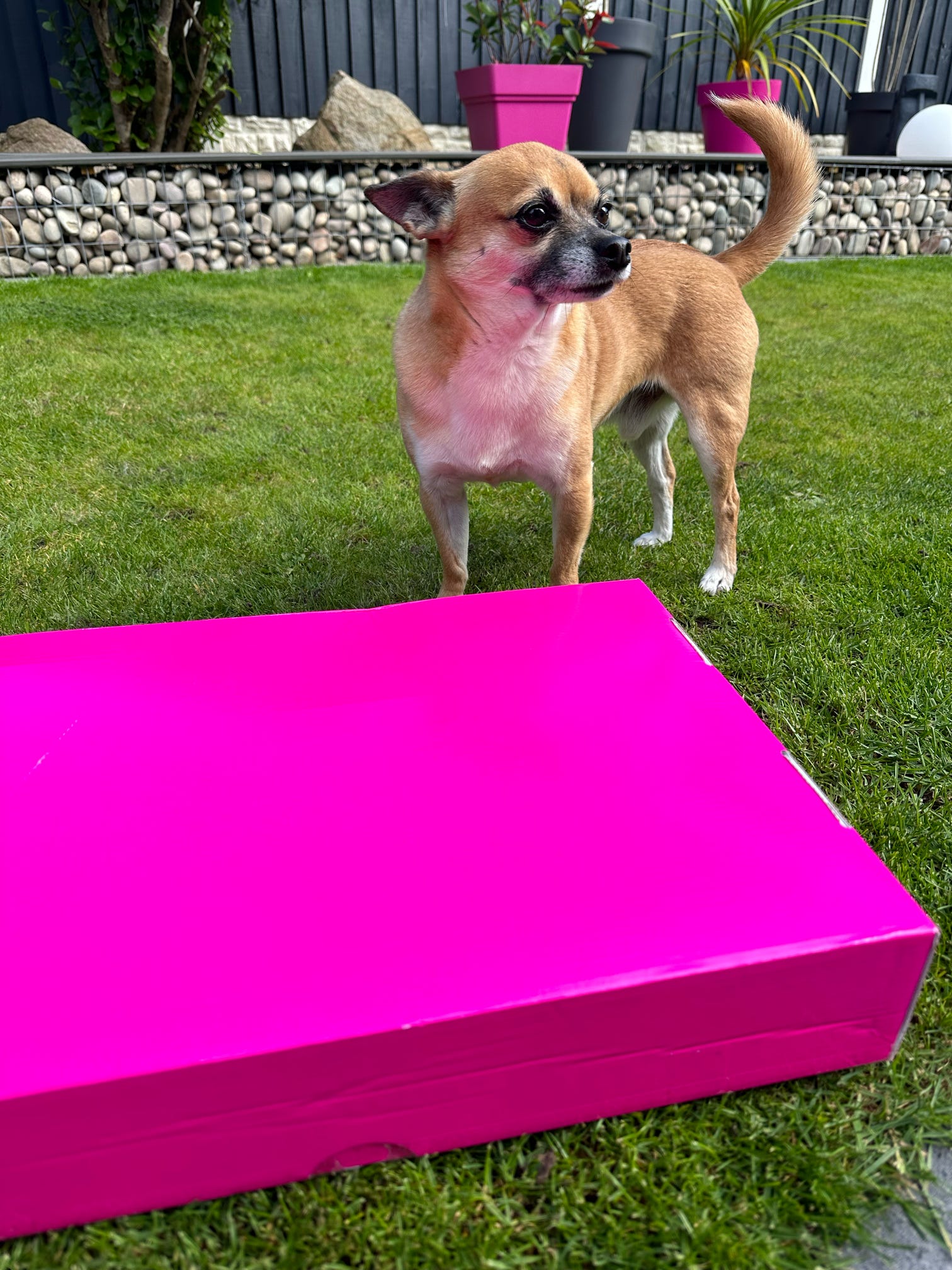 Dog Accessory Mystery Box – Worth Up to £50 for Just £25!