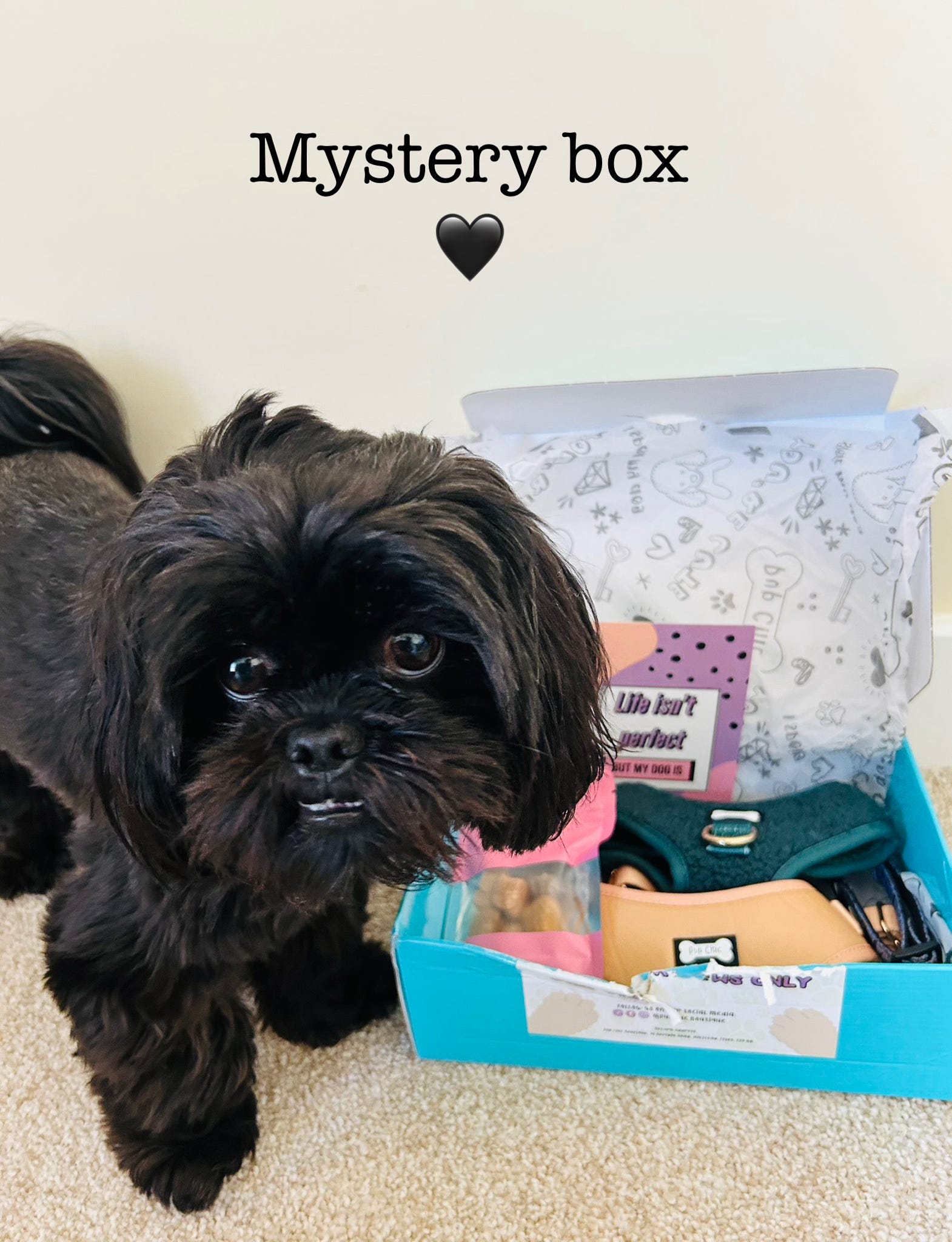 Dog Accessory Mystery Box – Worth Up to £50 for Just £25!