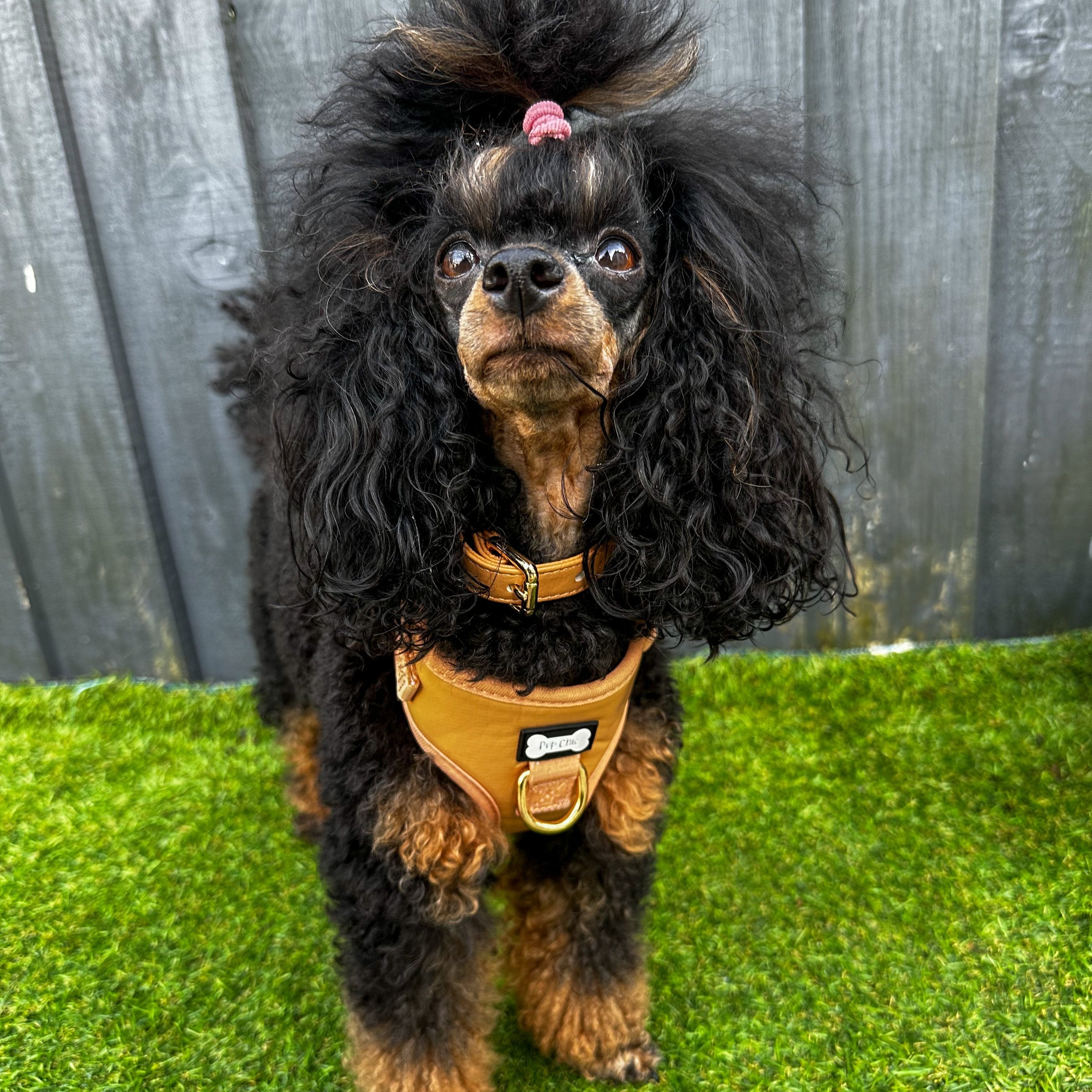 Alfresco Pup faux leather dog harness - camel colour adjustable dog harness - Pup Chic Boutique