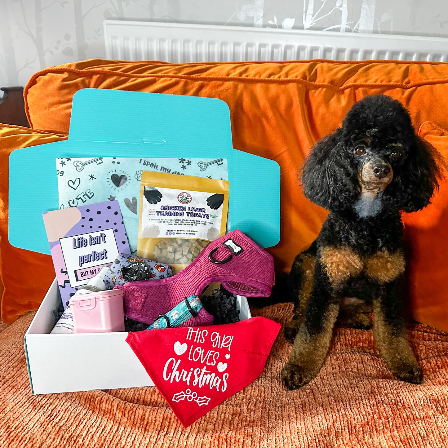Dog accessory Bundle Box