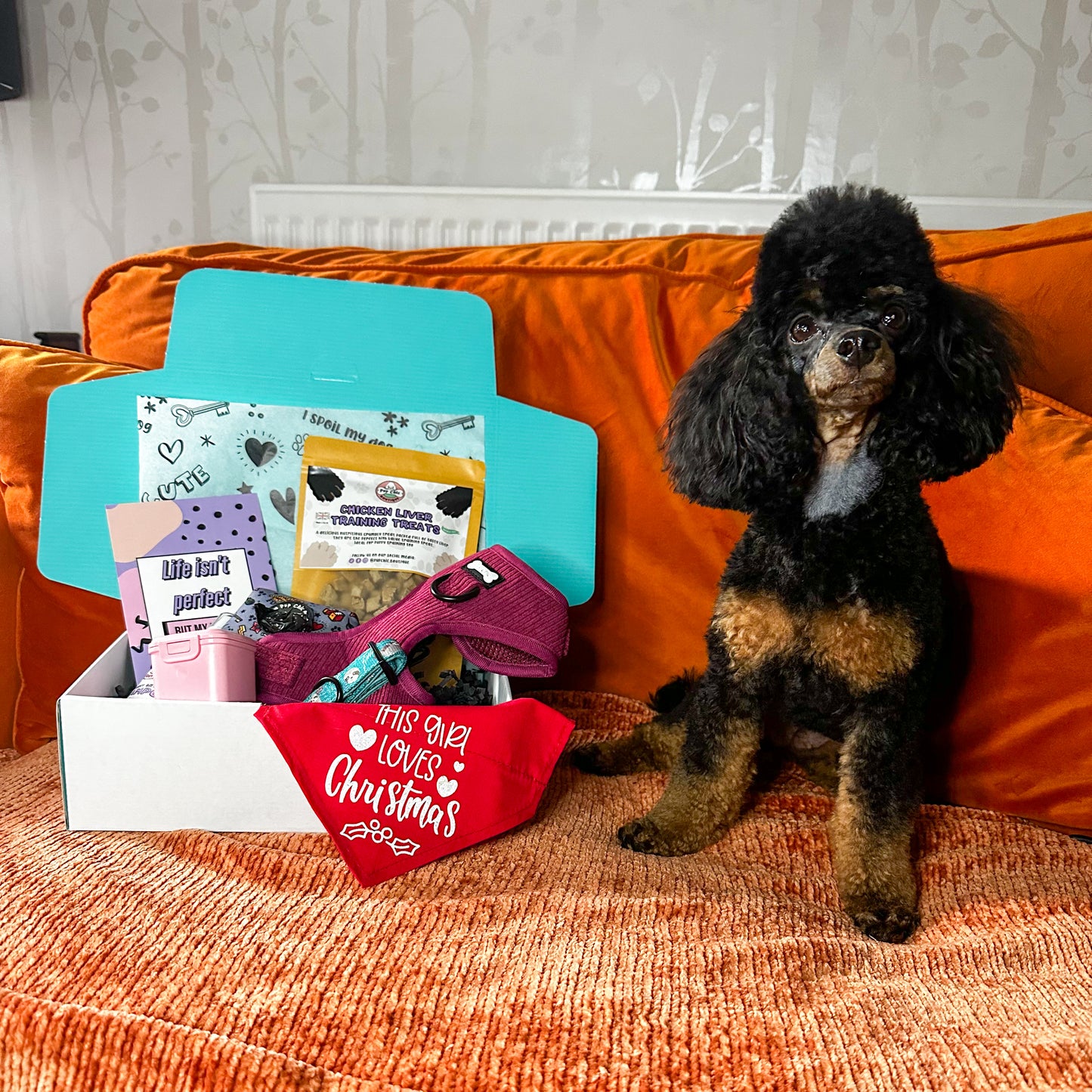 Dog accessory Bundle Box