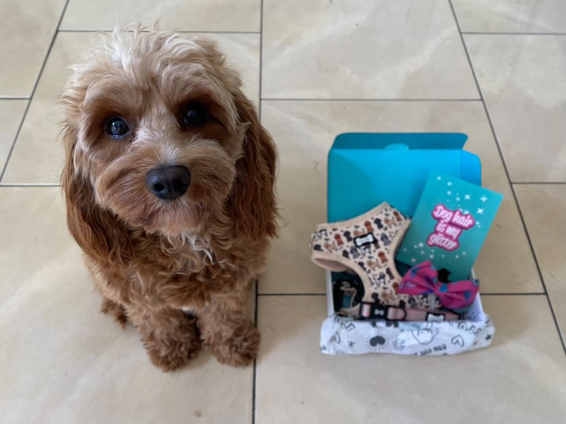 Dog accessory Bundle Box