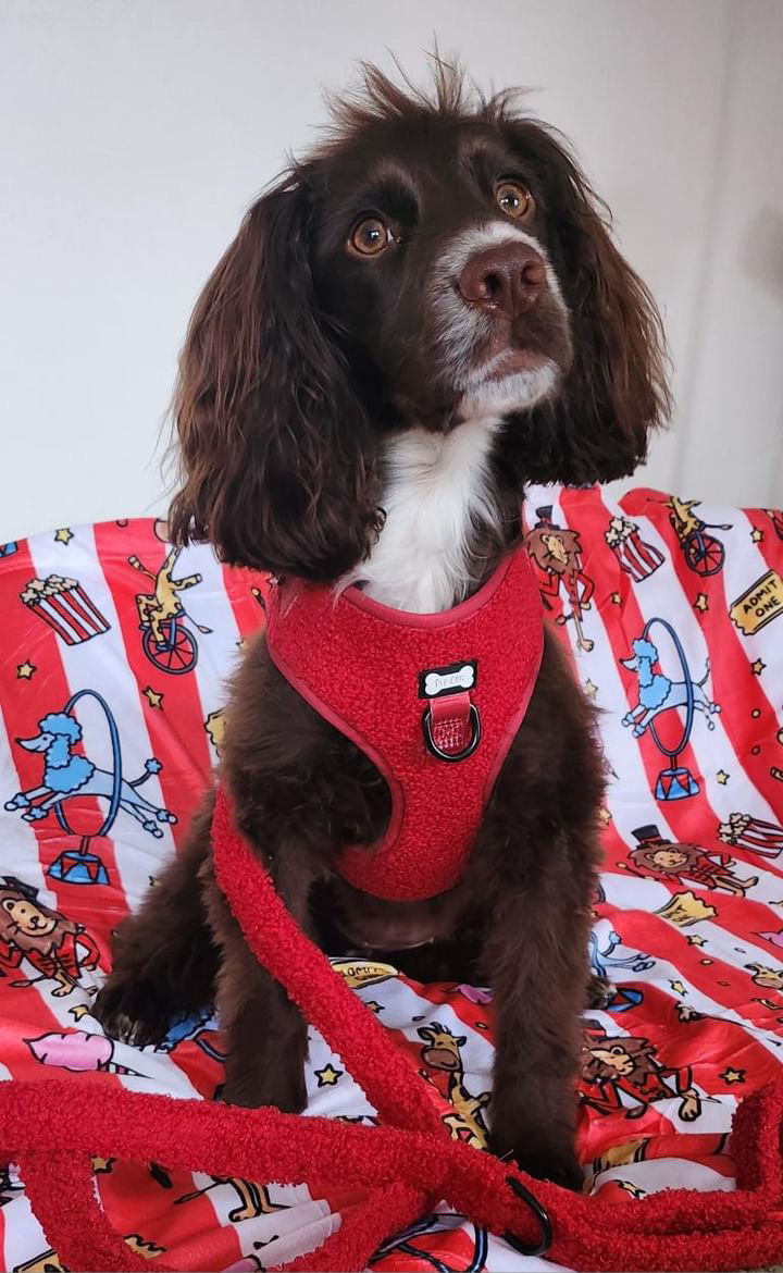 Ruby Red fleece harness - adjustable dog harness - Pup Chic Boutique