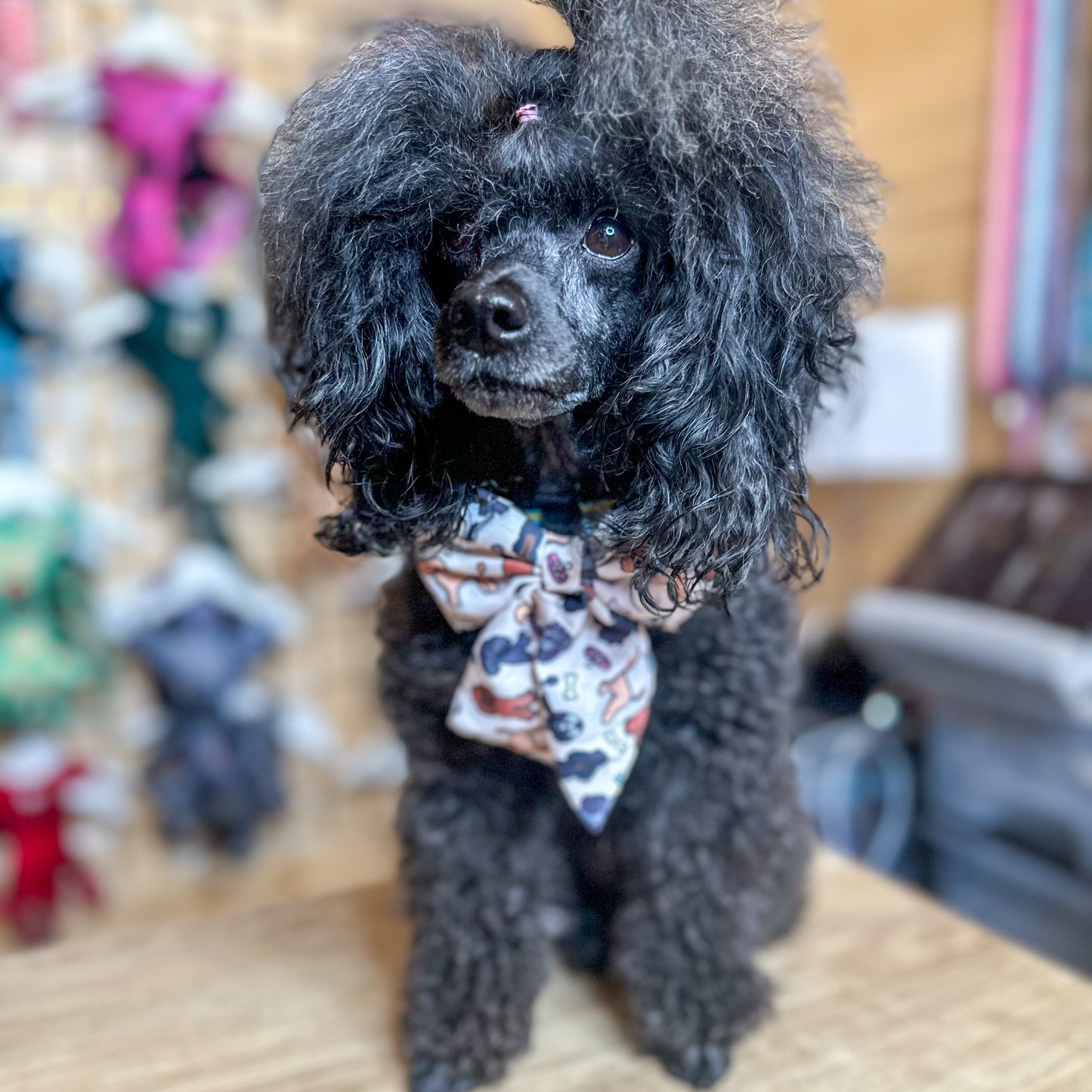 Ooodles of Poodles Sailor Bow Tie for Dog