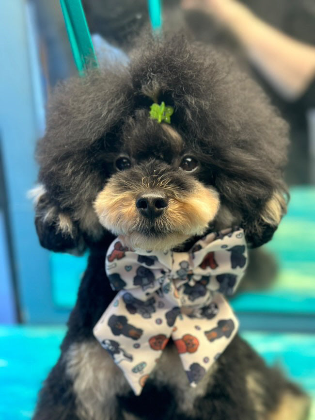 Ooodles of Poodles Sailor Bow Tie for Dog