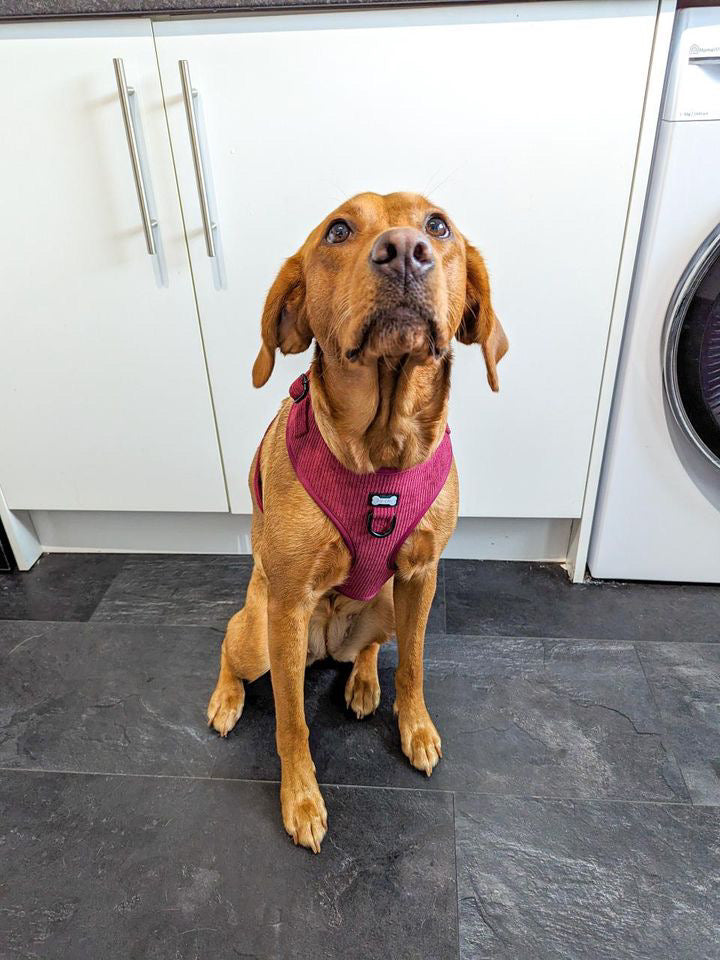 Plumcious corduroy dog harness - adjustable dog harness - Pup Chic Boutique