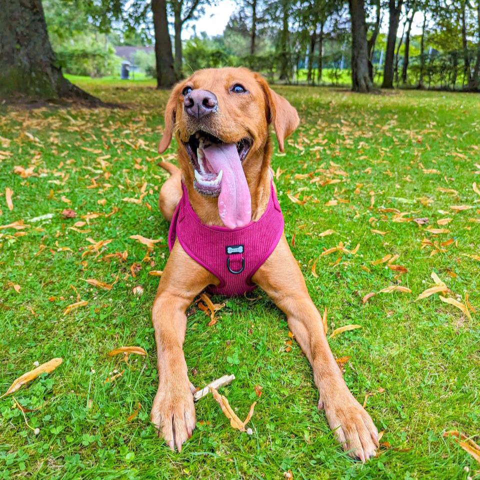Plumcious corduroy dog harness - adjustable dog harness - Pup Chic Boutique