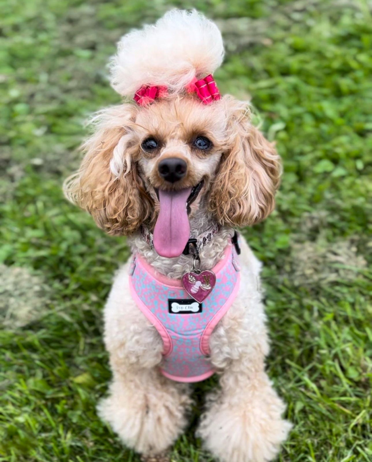 Wild Chic Adjustable Harness - animal print dog harness