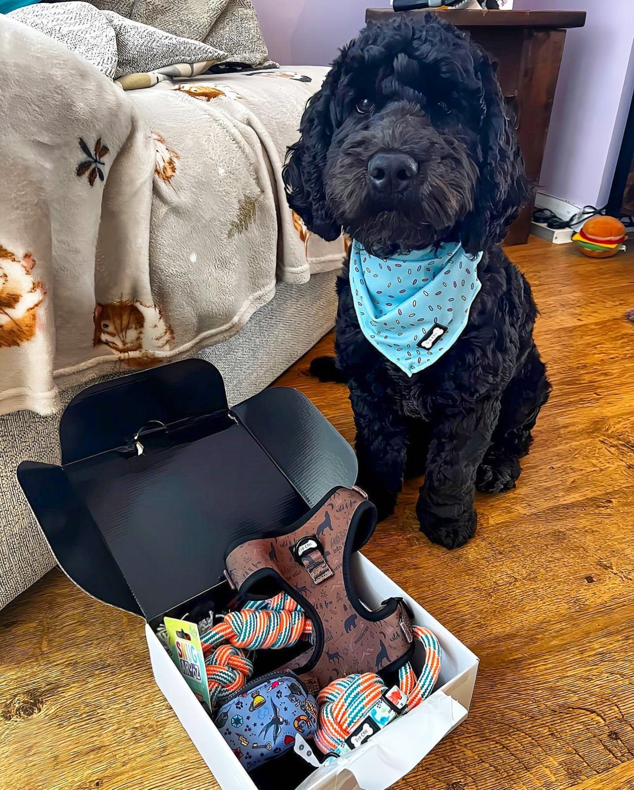Dog accessory Bundle Box