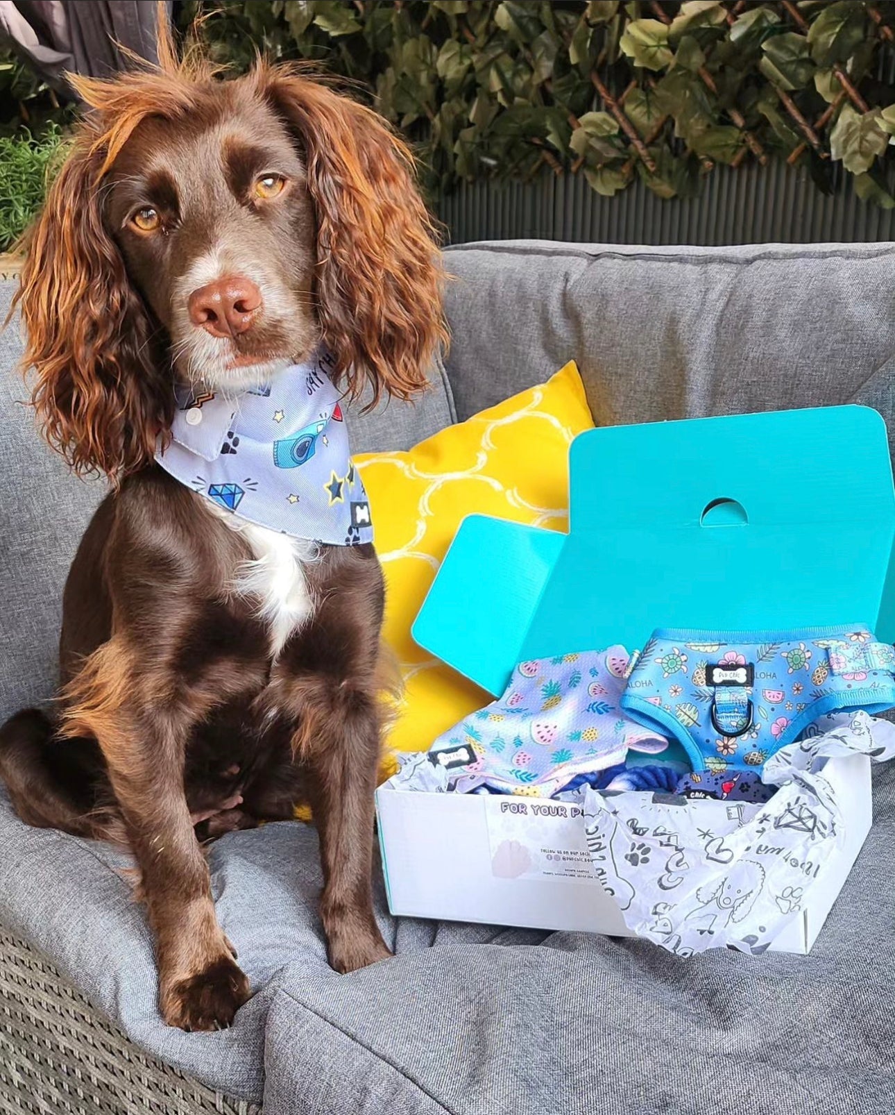 Dog accessory Bundle Box