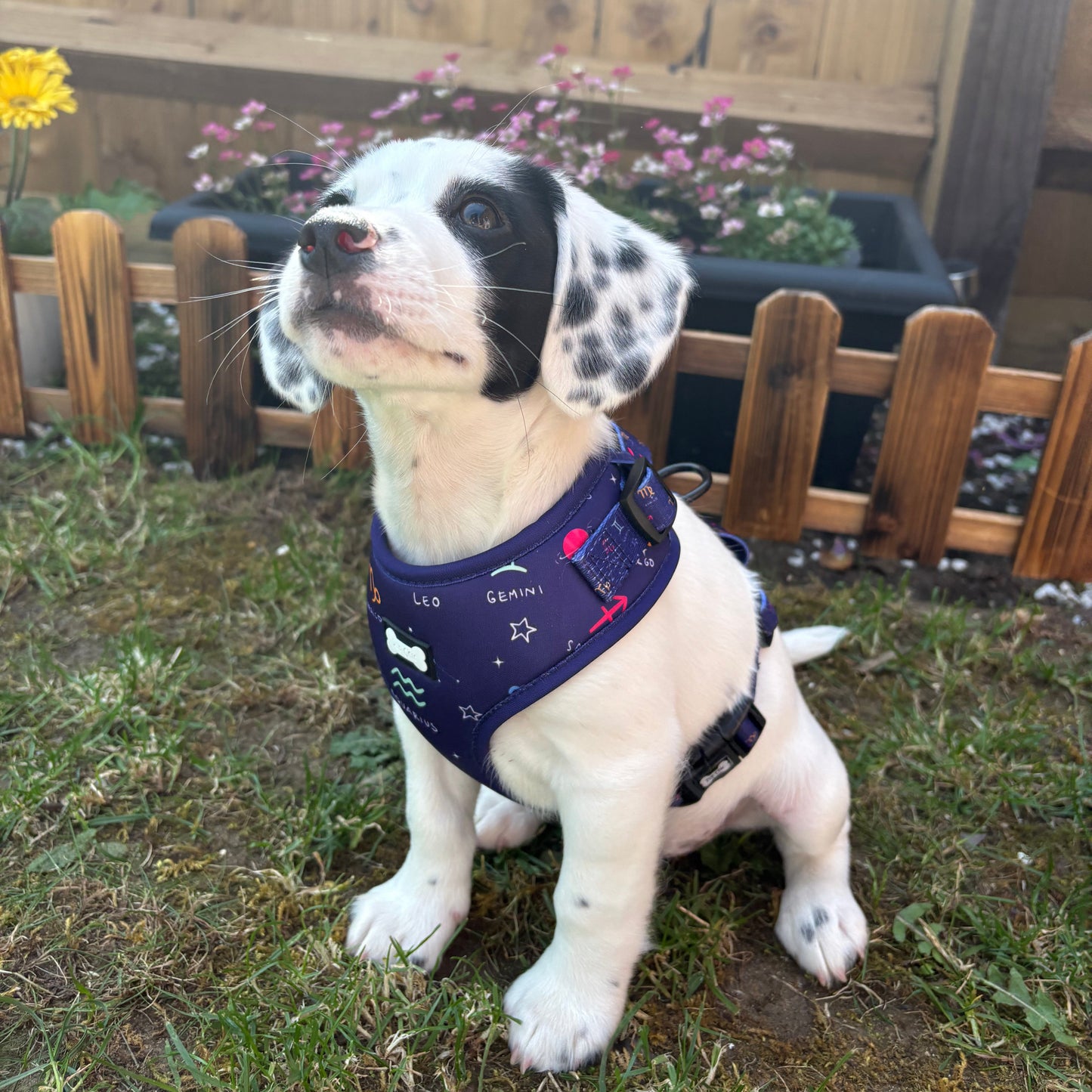 Zodiac Zoomies Adjustable Harness - navy zodiac signs dog harness