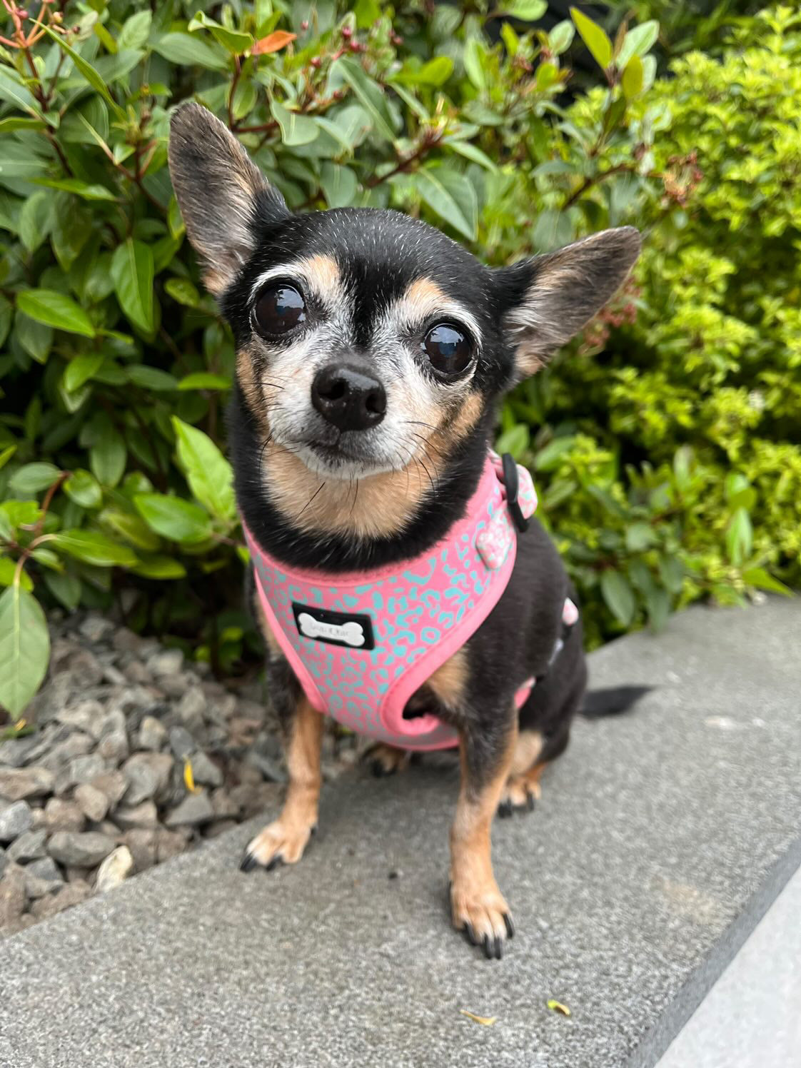 Wild Chic Adjustable Harness - animal print dog harness