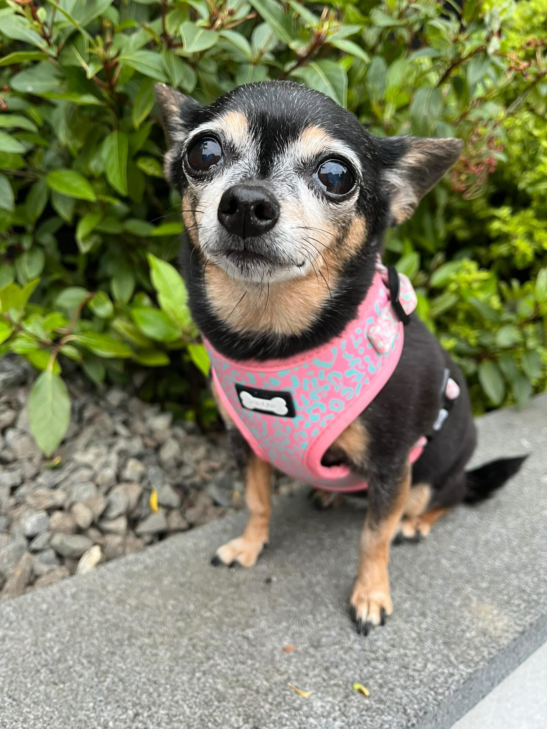 Wild Chic Adjustable Harness - animal print dog harness