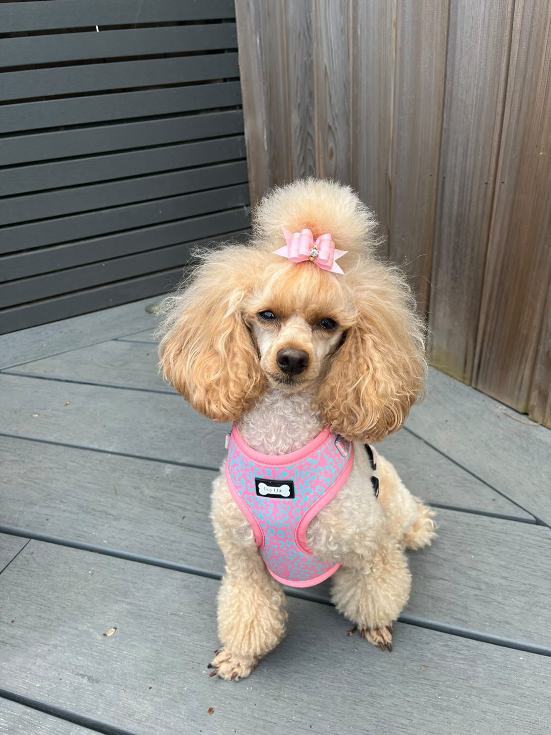 Wild Chic Adjustable Harness - animal print dog harness