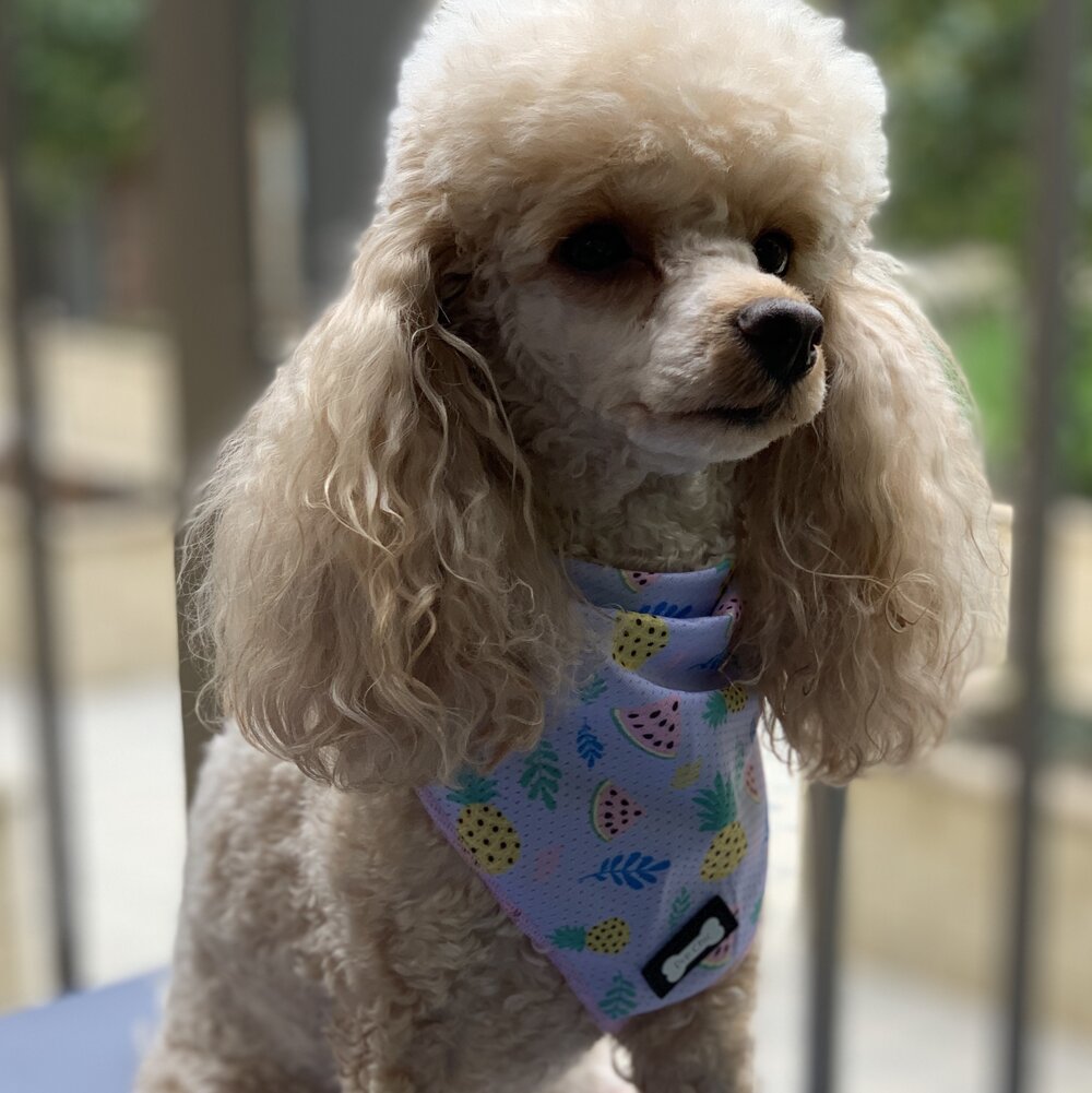 cutie fruity cooling dog bandanna