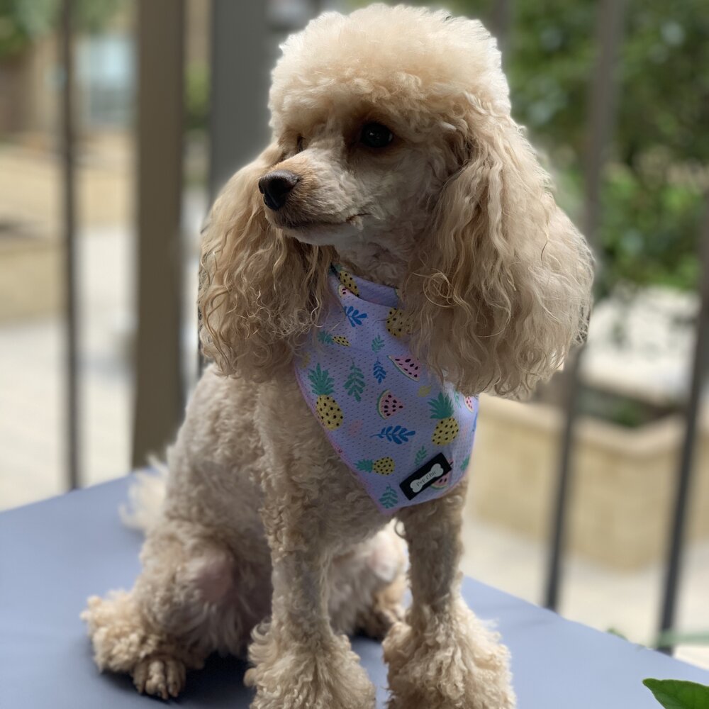 cutie fruity cooling dog bandanna