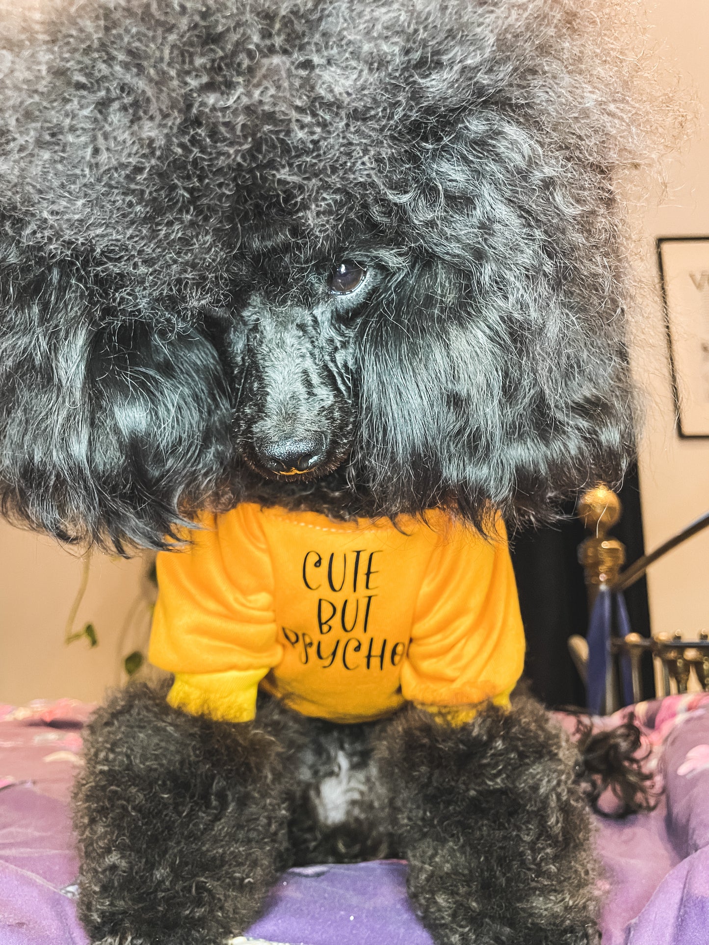 bespoke dog hoodie - light orange
