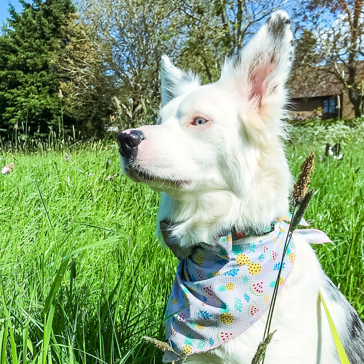 cutie fruity cooling dog bandanna