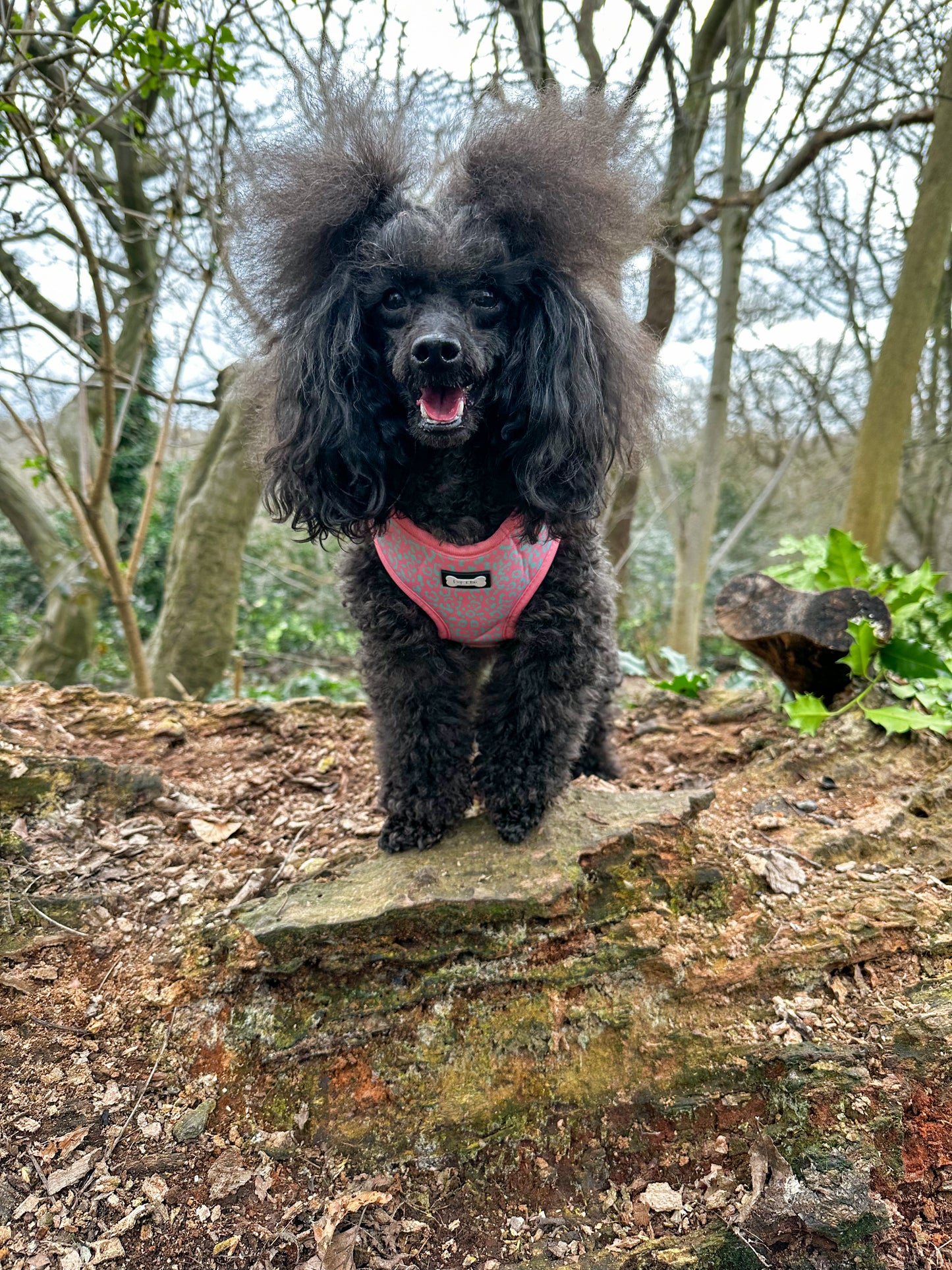 Wild Chic Adjustable Harness - animal print dog harness