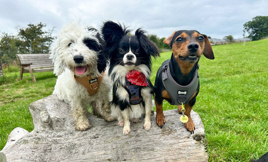 dog harness puppies uk