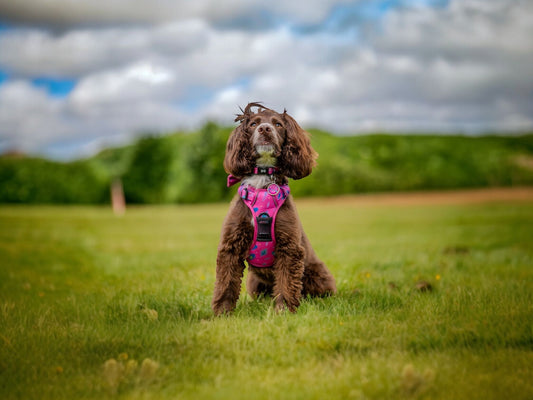 puppy harness fitting