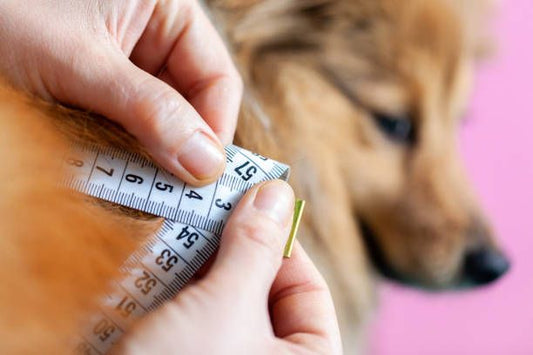 dog harness size chart