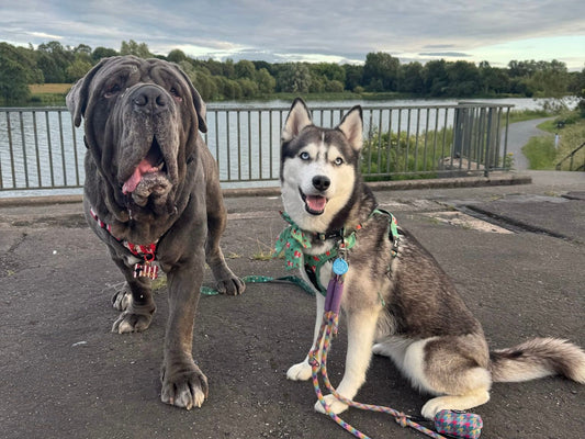 big dog harness fitting
