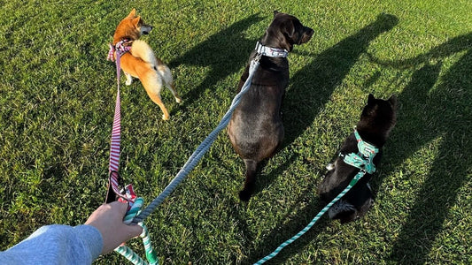 leash training tips
