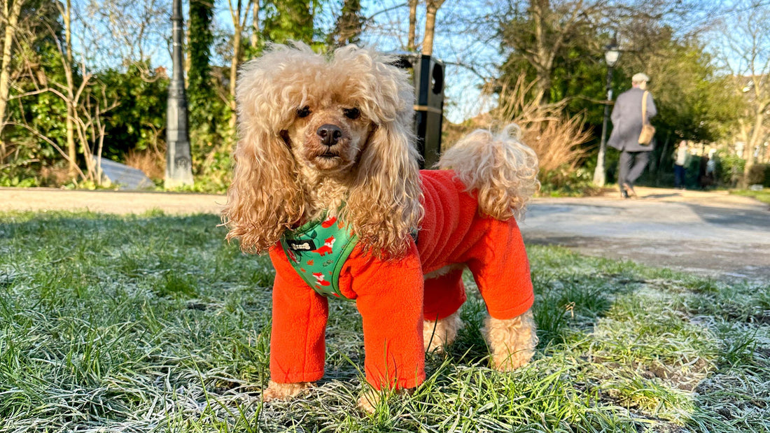 cold weather dog safety