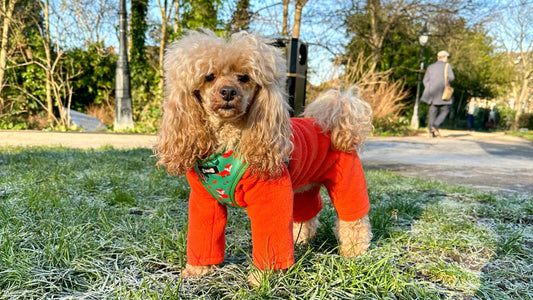 cold weather dog safety