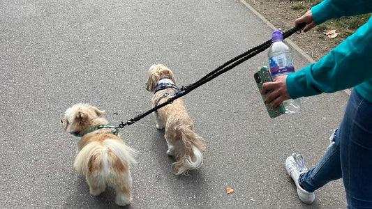 dog walking etiquette