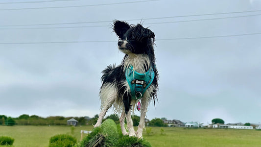clean dog harness supplies