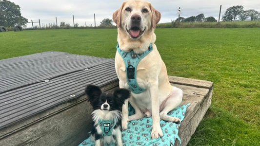 dog harness sizing guide