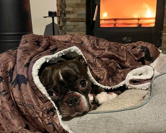 Puppy resting on a cozy pet mat in a pet-friendly home with toys and essentials nearby.