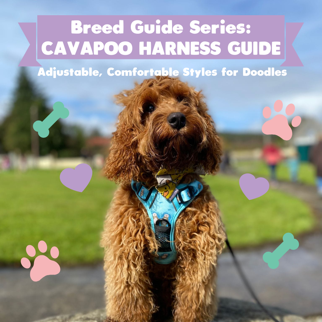 Breed Guide Series: Cavapoo Harness Guide – Adjustable, Comfortable Styles for Doodles
